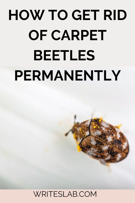 HOW TO GET RID OF CARPET BEETLES PERMANENTLY Carpet Beetles How To Get Rid Of, Carpet Beetles, Carpet Bugs, Homemade Bug Spray, Natural Carpet, Steam Cleaning, Black Carpet, Food Supply, Best Salad Recipes