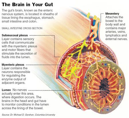 enteric nervous system and "the brain in our gut"  from brokenbrilliant Enteric Nervous System, Arteries And Veins, Brain Connections, The Digestive System, Gut Brain, Central Nervous System, Anatomy And Physiology, Healthy Gut, Digestive System