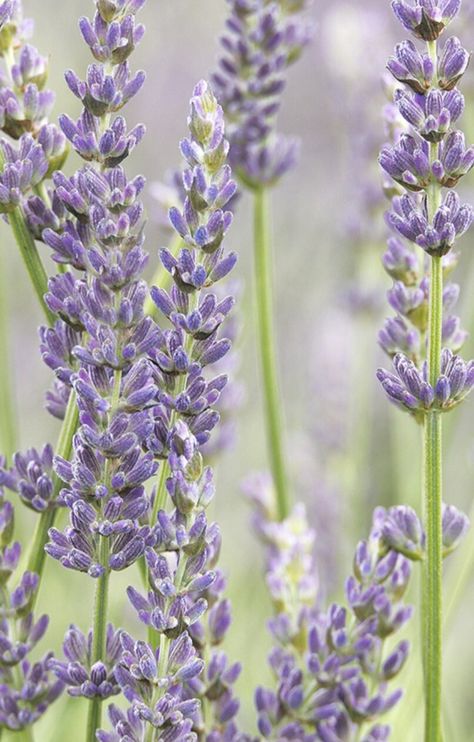 Beautiful exception phenomenal lavender  Very fragrent. This is the best addition to any garden. approx 30 seeds per pack. Perennial Lavender Plant Aesthetic, Lavendar Plant, Phenomenal Lavender, Purple Eucalyptus, Lavender Tree, Lavender Provence, Lavender Painting, 19th Bday, Plant Palette