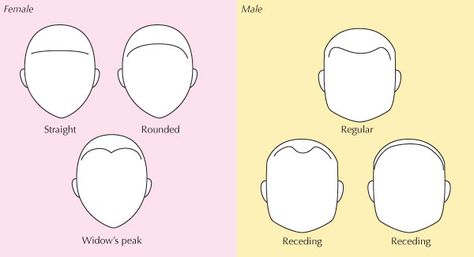 Human Anatomy Fundamentals: Advanced Facial Features Hairline Drawing, Rounded Eyebrows, Anime Head Shapes, Anatomy Fundamentals, Hair Sketches, Hair References, Shape Chart, Drawing Portraits, Draw Hair