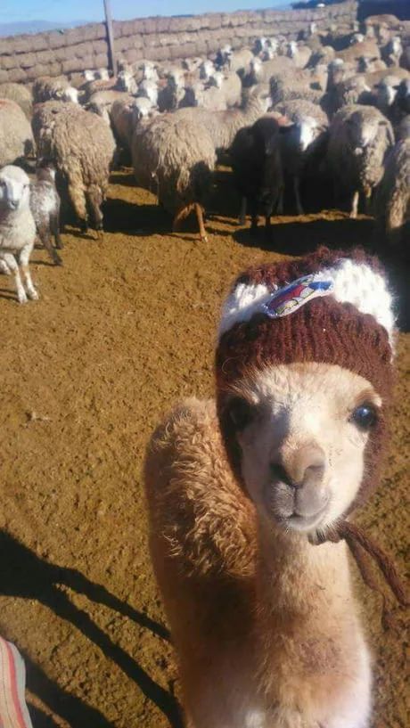 15 Stylish Ideas From Llamas And Alpacas | Page 2 of 3 | PetPress Dark Croquette, Baby Llama, Cute Alpaca, All About Animals, Animal Stories, Cute Animal Pictures, Animals Images, Funny Animal Pictures