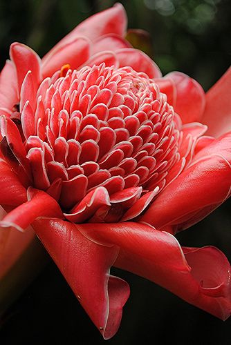 Garden Faeries, Odd Flowers, Etlingera Elatior, Torch Ginger Flower, Ginger Plants, Fairchild Tropical Botanic Garden, Torch Ginger, Ginger Lily, Ginger Plant