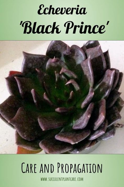 Black Prince Echeveria, Fondant Succulents, Plant Knowledge, Landscape Hill, Dark Plants, Echeveria Care, Black Succulents, Succulent Photography, Succulent Painting