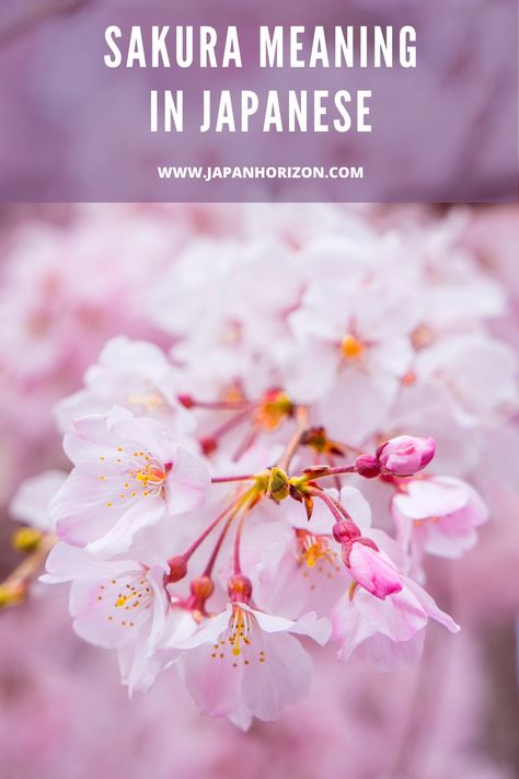 Sakura is one of the most used Japanese words around the world. We’ve heard it a lot in many Japanese anime, but I just figured out that we didn’t know much about its true meaning. Sakura Flower Meaning, Ghibli Cherry Blossom, Sakura Flower Tattoo Japanese, Sakura Meaning, Japanese Symbols And Meanings, Cherry Blossom Meaning, Japanese Cherry Blossom Tattoo, Sakura Tattoo, Flower Tattoo Meanings