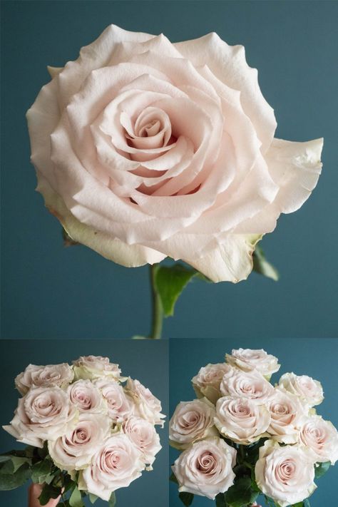 Popular Champagne Rose Varieties: Quicksand, Sahara, Early Grey, Sahara Sensation, and Menta Quicksand Rose, Flower Library, Champagne Roses, Sahara Rose, Early Grey, Wedding Color Pallet, Champagne Rose, Flower Arrangement Designs, Bridal Bouquet Fall