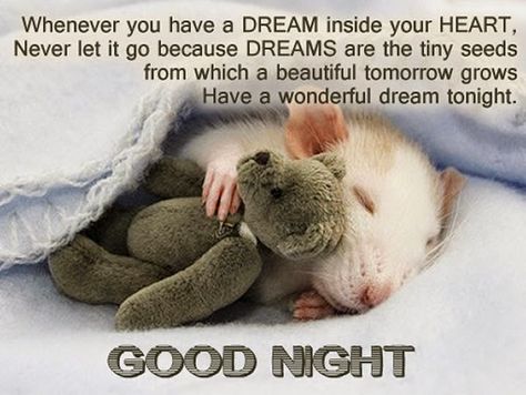 Whenever you have a Dream inside your Heart, Never let it go because Dreams are the tiny seeds from which a beautiful tomorrow grows Have a wonderful dream to night. Description from bestsayingsquotes.com. I searched for this on bing.com/images Tiny Teddies, Cute Rats, A Rat, Baby Animals Pictures, Baby Mouse, Pet Rats, Springer Spaniel, Cute Mouse, Appaloosa