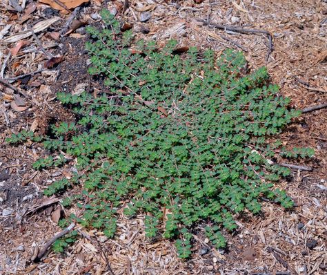 How to use weeds to read soil | MNN - Mother Nature Network Types Of Weeds In Lawn, Weeds In Garden, Types Of Weeds, Common Lawn Weeds, Lawn Weeds, Zoysia Grass, Jardim Diy, Weeds In Lawn, Lawn Care Tips