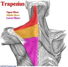 lower trapezius | upper trapezius middle trapezius lower trapezius serratus anterior ... Vertebral Artery, Occipital Neuralgia, Basic Anatomy, Cervical Pain, Forward Head Posture, Elbow Pain, Neck Exercises, Human Body Anatomy, Muscle Anatomy