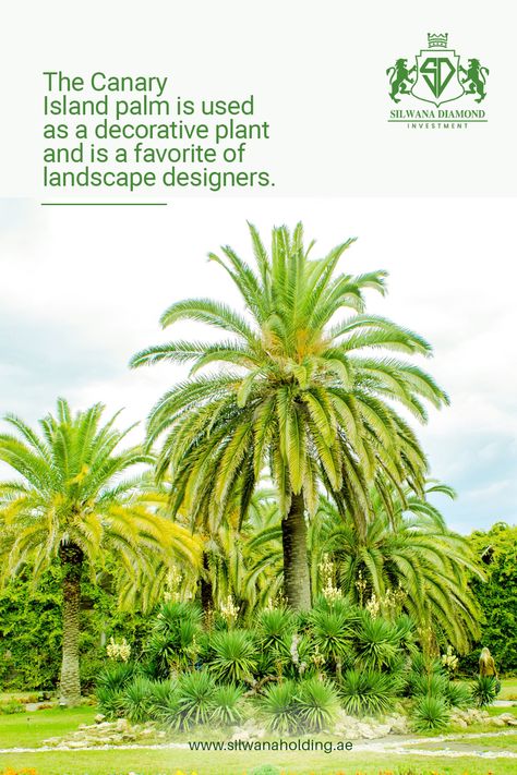 The Canary Island palm is used as a decorative plant and is a favorite of landscape designers. It is planted in different ways when used as an ornamental plant. sometimes it is sown in rows or in a group of other plants. Landscape Designers, Ornamental Plants, Plant Decor, A Group, Landscape Design, The Row, Herbs, Plants, Design