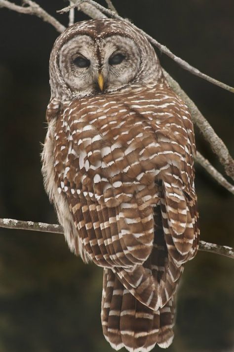 Barred Owl (Strix varia) back view. Photo by Ashley Hockenberry.  For years one came and lived in my yard every summer, always gone by Labor Day. Barred Owl Photography, Bard Owl, Cartoon Owl Drawing, Barred Owls, Owl Photography, Owl Tattoo Design, Owl Illustration, Barred Owl, Animal Guides