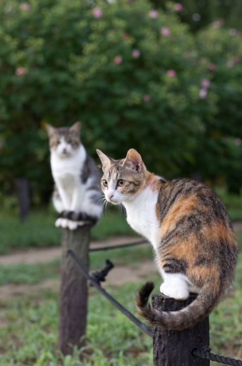 Cat On Fence, Cat In Garden, Cat Fence, Calico Cats, Foster Cat, Cat Pose, Two Cats, Curious Cat, Outdoor Cats