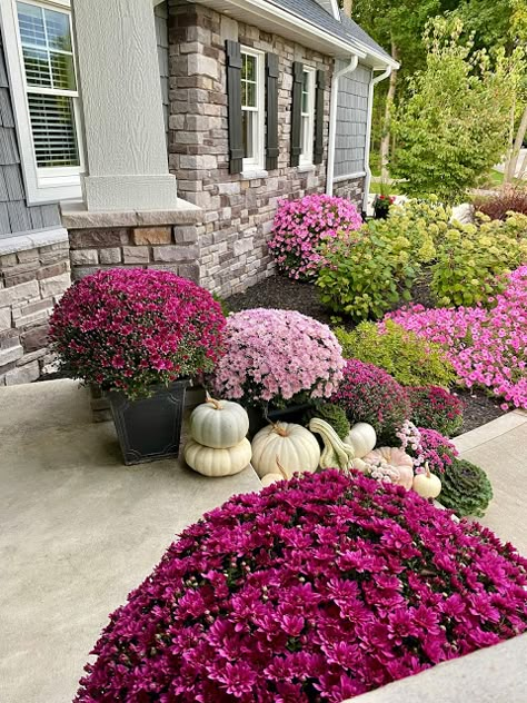 Purple And White Mums Front Porch, Mum Landscaping Front Yards, Fall Porch Purple Mums, Front Yard Landscaping Fall, Pink Mums Front Porch, Fall Curb Appeal Front Yards, Purple Mums Fall Front Porches, Mums Flowers Front Porch Fall Decorating, Artificial Mums Front Porch