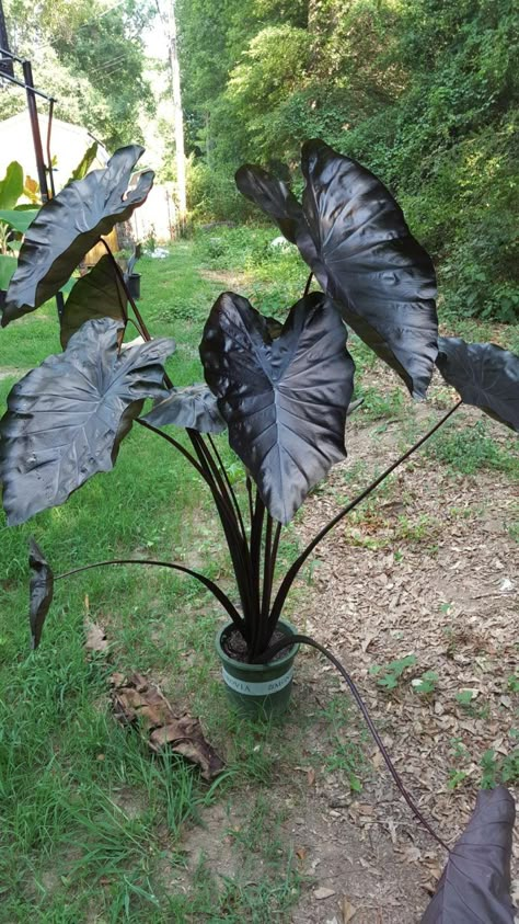 7 Plants for Your Halloween Garden - Spooky Little Halloween Gothic Yard Decor, Black Foliage Plants, Gothic Garden Plants, Scary Plants Halloween, Black Plants Outdoor, Gothic Vegetable Garden, Dark House Plants, Black Shrubs, Black Backyard Ideas