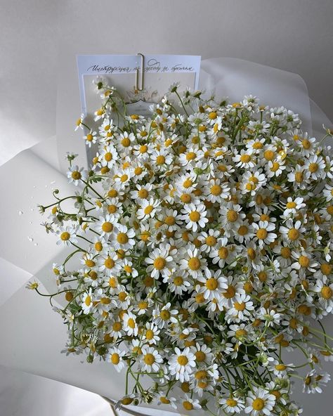 Luxury Flower Bouquets, White Chrysanthemum, Daisy Bouquet, Boquette Flowers, Nothing But Flowers, Flower Therapy, Chamomile Flowers, Wild Ones, Green Aesthetic