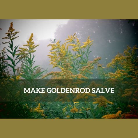 How to Make Medicinal Salve with Goldenrod Golden Rod Salve Benefits, Golden Rod Benefits, Goldenrod Salve Recipe, Goldenrod Salve, Goldenrod Essential Oil, Medicinal Recipes, Herbal Diy, Salve Recipes, Muscle Rub