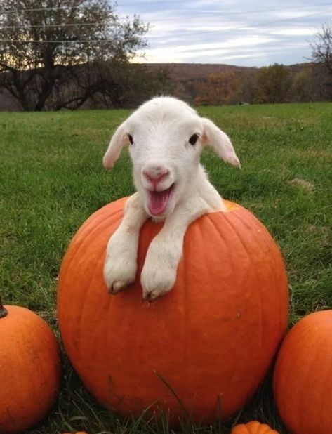 #halloween, #goat, #pumpkin, #pumpkingoat, #samhain, #fall, #falllove, #cuteanimals, Cottage Animals, Regnul Animal, Cele Mai Drăguțe Animale, Vet Assistant, Cute Goats, Counting Sheep, Baby Lamb, Baby Goats, Pretty Animals