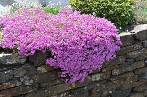 15 Best Cascading Plants for Retaining Walls - Garden Lovers Club Plants For Retaining Walls, Wall Hanging Plants, Cascading Plants, Licorice Plant, Backyard Retaining Walls, Florida Native Plants, Flower Bed Edging, Garden Retaining Wall, Small Yellow Flowers