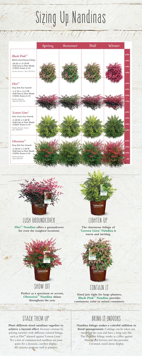 Nandinas are a versatile and striking addition to your garden. View our chart and choose the one that's right for your needs. Obsession Nandina Landscaping, Nandina Landscaping Front Yards, Nandina Obsession, Foundation Landscaping, Garden 101, Ornamental Horticulture, Landscaping Shrubs, Yard Plants, Bell Gardens