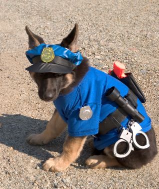 You always thought having a K-9 officer for a pet would be awesome! | Community Post: 19 Ways To Know You're The Child Of A Police Officer Diy Pet Costumes, K9 Police Dogs, German Shepherd Puppies Training, Funny Puppy Pictures, Puppy Dog Pictures, Pet Halloween Costumes, Dog Halloween Costumes, Police Dogs, Fantasias Halloween