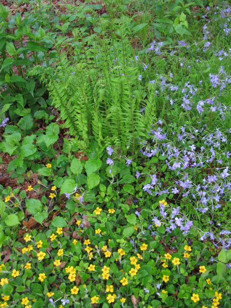 Plant Grouping, Asheville Things To Do, Mountains Vacation, Nc Mountains, Mountain Vacations, Native Garden, Road Trippin, September 21, Asheville Nc