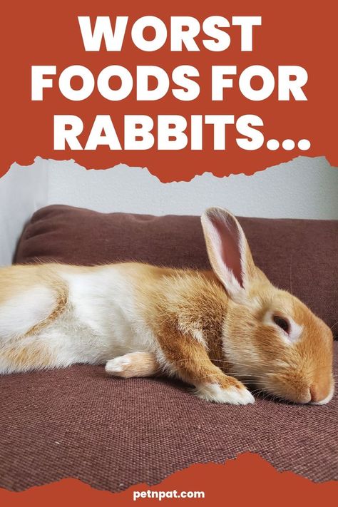 A sick rabbit Food For Rabbits, Treats For Rabbits, Rabbit Treats, Rabbit Breeds, Bunny Care, Funny Rabbit, Toxic Foods, Rabbit Food, Bad Food