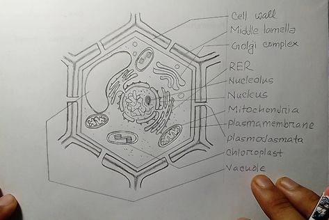 Plant Cell Diagram Drawing, Stomach Diagram, Plant Cell Drawing, Plant Cell Diagram, Biology Drawing, Human Heart Drawing, Anatomy Notes, Biology Diagrams, Cell Diagram