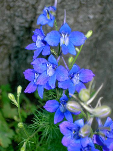 larkspur by josssmithson on Flickr.com Tomatillo Plant, Yellow Passion Fruit, Fig Tree Plant, Floral Design Classes, Berry Garden, Flower Identification, Berry Bushes, Blue And Purple Flowers, Citrus Trees