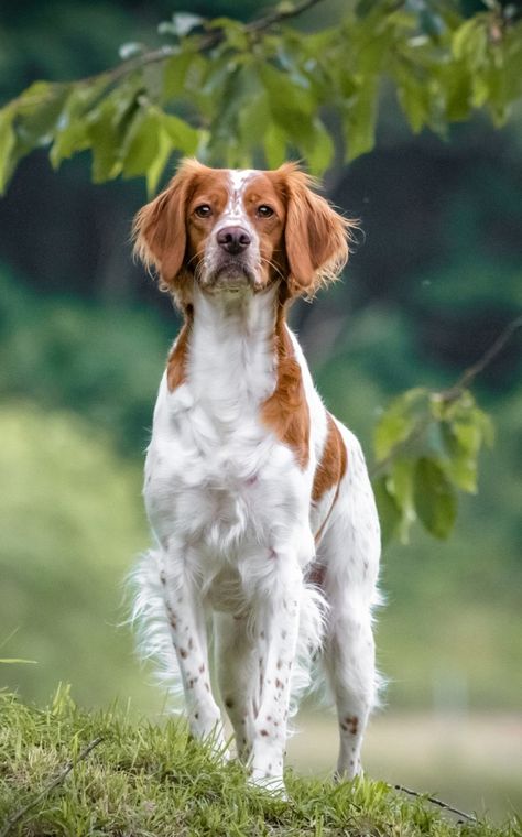 Best Medium Sized Dogs, Medium Sized Dogs Breeds, Brittany Spaniel Dogs, First Pet, Spaniel Art, Brittany Spaniel, Breed Dogs, Spaniel Puppies, 2021 Calendar