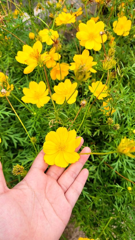 Yellow Flowers 🌼 Flowers Yellow, Yellow Flowers, Nct, Yellow, Flowers, Quick Saves, Nature