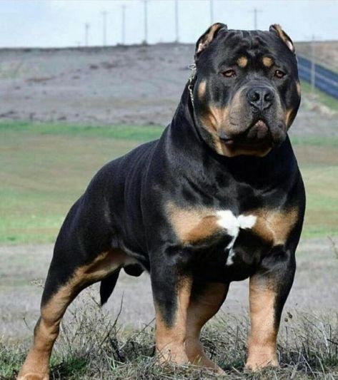 Rottweiler Mix Puppies, Bull Mastiff Dogs, Rottweiler Dogs, Pitbull Dog Breed, Property Insurance, Rottweiler Breed, Bully Breeds Dogs, Pitt Bull, Big Dog Breeds