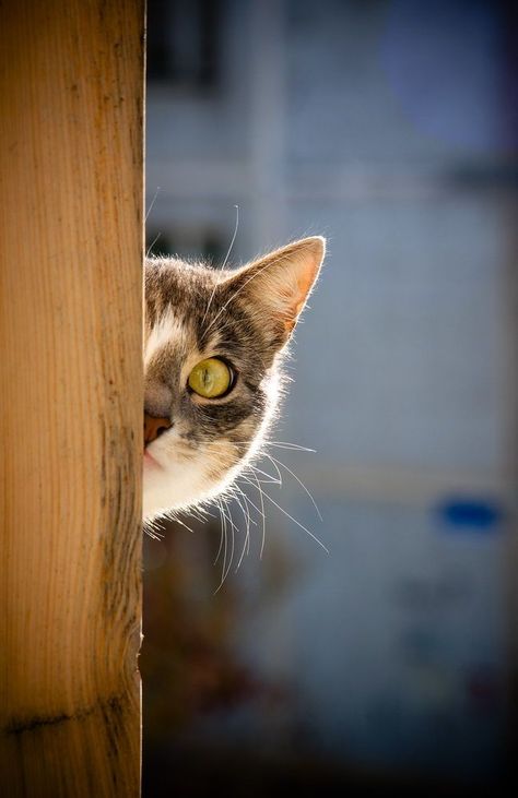 I See You Gatos Cool, Cute Cats Photos, Cat Photography, Cat Boarding, Cats Meow, Litter Box, Beautiful Cats, Cat Photo, Crazy Cats