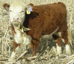 Breeds - Miniature Hereford - The Cattle Site Miniature Hereford, Hereford Cattle, Selective Breeding, A Bull, Hereford, In Frame, The Ranch, Small Pets, Farm Animals