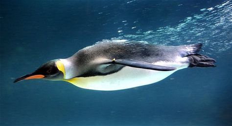 penguin images swimming | ... fastest underwater swimming penguins, able to reach speeds of 36 kmh Penguin Images, Penguin Pictures, Adelie Penguin, Gentoo Penguin, Penguin Art, Australia Animals, World Birds, Penguin Love, Emperor Penguin