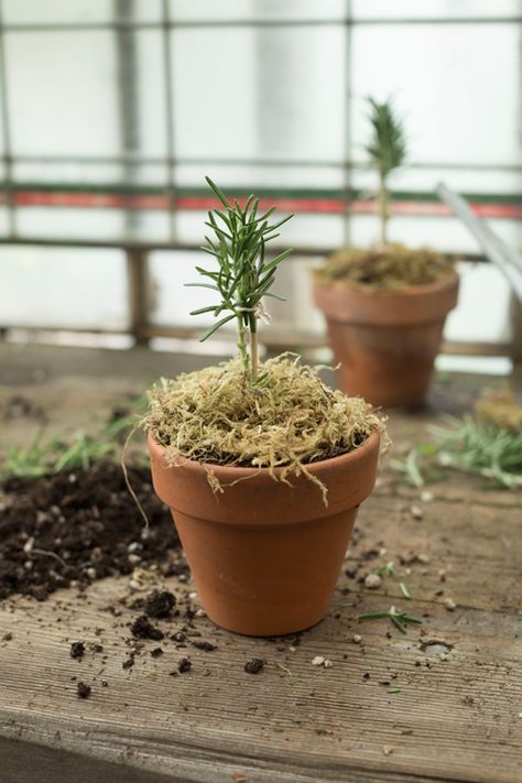 Indoor Topiary, Rosemary Topiary, Urban Gardening Ideas, Topiary Diy, Rosemary Plant, Topiary Plants, Topiary Garden, Topiary Trees, Urban Gardening