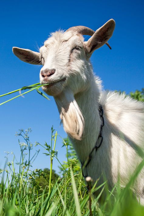 Can you give your canine buddy a bowl of goat milk once in a while? Is it healthy or should you steer clear of it? This is the question we’re going to answer in this article.  . . . . . . #dog #goat #milk #pets #milk #lactose #farm #food Goat Pics, Goat Milking, Pet Friendly House, Farm Food, A Goat, Goats Milk, Puppy Care, Dog Travel, 20 Pounds