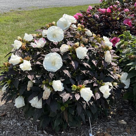 SUMMERIFIC® 'Cookies and Cream' Hibiscus - Garden Crossings Proven Winners Perennials, Hibiscus Garden, Long Blooming Perennials, Garden Calendar, Bee Friendly, Annual Flowers, Drought Tolerant Plants, Garden Kits, Seasonal Garden