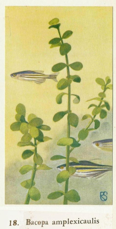 Green Fish Wallpaper, River Fish Illustration, Aquarium Illustration, Paint 2024, Fish Mural, Vintage Aquarium, Sketchbook Reference, Biology Drawing, Dorm Prints