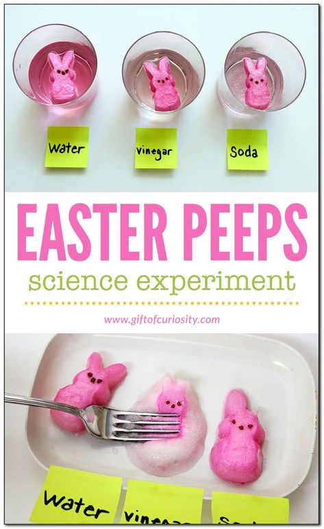 Easter Peeps science experiment! A sweet activity for kids this spring! Great for Easter too! Peeps Experiment, Peeps Science Experiment, Easter Science Experiments, Easter Science, Science Activity For Kids, Easter Lessons, Easter Activities For Kids, Easter Preschool, Science Activity