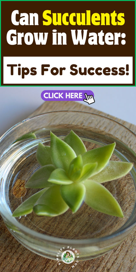 "Discover the secrets to successfully growing succulents in water! This 
guide provides essential tips for thriving water propagation, including 
ideal succulent types, water care, and maintenance techniques. Learn how to 
create a stunning succulent display while ensuring your plants stay healthy 
and vibrant. Perfect for plant lovers and beginners alike! Succulents In Water, Succulent Care Indoor, Succulents Care, Water Propagation, Water Tips, How To Water Succulents, Succulent Display, Indoor Water Garden, Self Watering Plants