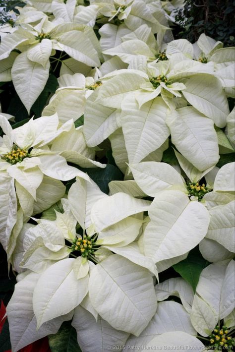 Sunflower Paper, Easy Craft For Kids, White Poinsettia, Fresh Wreath, Paper Sunflowers, Hanging Diy, Christmas Plants, Longwood Gardens, White Plants