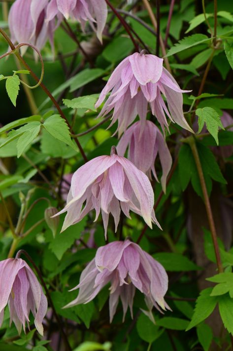 Clematis 'pink dream' Pink Clematis, Poppy Images, Clematis Plants, Clematis Flower, Spring Blossom, Chelsea Flower Show, Climbing Plants, Pretty Plants, Colorful Garden