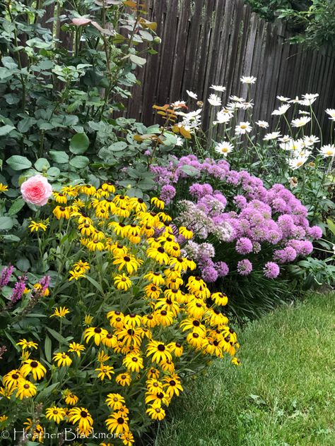 Black-Eyed Susan is the Perfect Late Summer Bloomer - Here She Grows Landscaping With Black Eyed Susans, Black Eyed Susan Garden Ideas, What To Plant With Black Eyed Susans, Black Eyed Susan Companion Plants, Black Eyed Susan Landscaping, Lawnless Landscaping, Black Eye Susan Flowers, Black Eye Susan, Designing A Garden