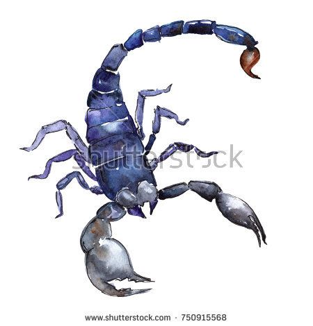 Watercolor Scorpion, Scorpio Watercolor, Scorpion Painting, Scorpio Images, Zodiac Painting, Tarot Inspiration, Insect Watercolor, Scorpio Art, Instagram Photo Editing