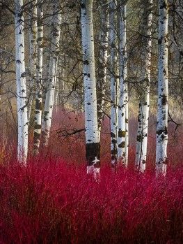 Dogwood Shrub, Yellow Twig Dogwood, Red Dogwood, Small Flowering Plants, Red Twig Dogwood, Twig Dogwood, Dogwood Trees, Winter Plants, Silver Birch