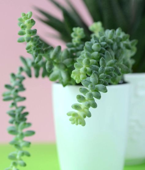 Pencil Cactus, Grow Succulents, Cozy Little House, String Of Pearls Plant, Small Succulent Plants, Zebra Plant, Succulent Garden Diy, Aloe Plant, Soil Layers