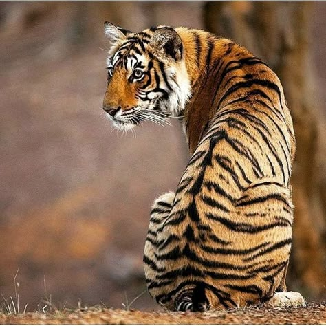 Indian Animals, Tiger Photography, Small Wild Cats, Panthera Tigris, Tiger Pictures, Tiger Tiger, Animal Study, Cat Pose, Tiger Art