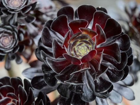 Care Black Rose Aeonium Black Rose Plant, Aeonium Black Rose, Multiplier Des Plantes Grasses, Black Succulents, Gothic Garden, Chinese Money Plant, Propagating Succulents, Australian Garden, Growing Succulents