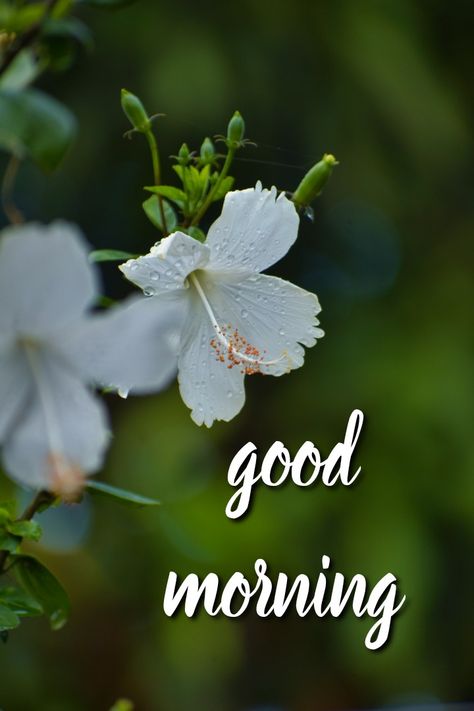 300+good morning flower wishes Good Morning Image, Lilies Flowers, Bunny Images, Morning Pics, Good Morning Beautiful Pictures, Good Morning Wishes Quotes, Good Morning Image Quotes, Morning Wishes Quotes, Good Morning Coffee