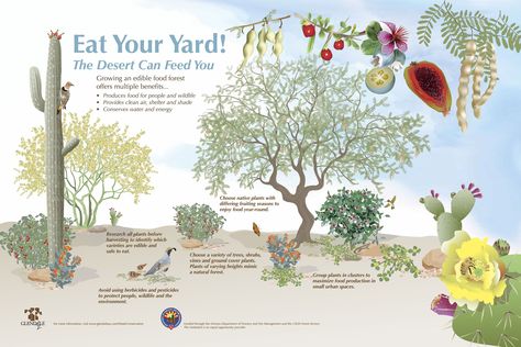 Eat Your Yard! The Desert Can Feed You. High Desert Homestead, Arizona Food Forest, Desert Food Forest, Desert Food, Water Saving Tips, Guerrilla Gardening, Habitat Garden, Glendale Arizona, Food Forest