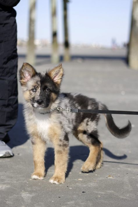 German Australian Shepherd, Cutee Animals, German Shepherd Mix, Australian Shepherd Mix, Dog Info, German Shepherd Puppies, Animals Of The World, Australian Shepherd, German Shepherd